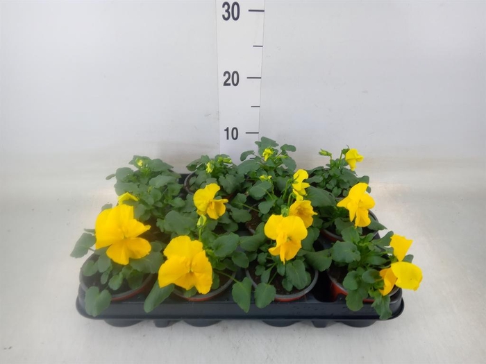 <h4>Viola wr. 'Matrix Yellow'</h4>