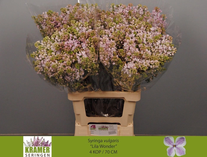 <h4>SYR V LILA WONDER</h4>