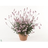 Gaura lindheimeri 'Geyser Pink Pic'