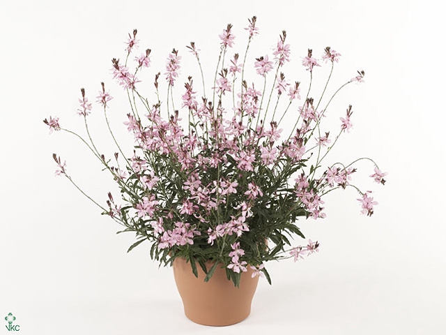 Gaura lindheimeri 'Geyser Pink Pic'