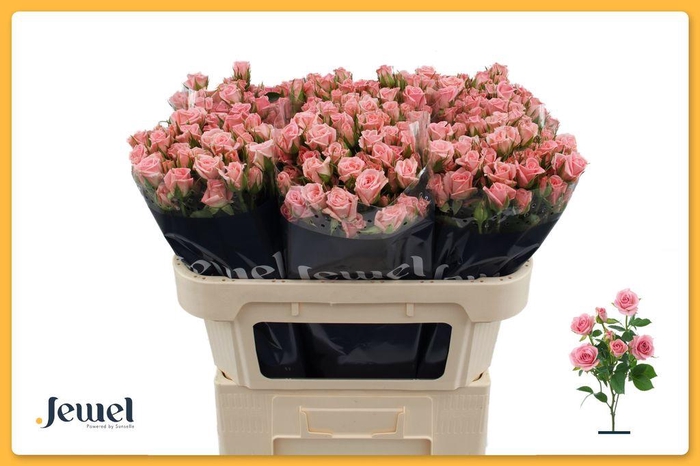 <h4>Rosa spray odilia</h4>