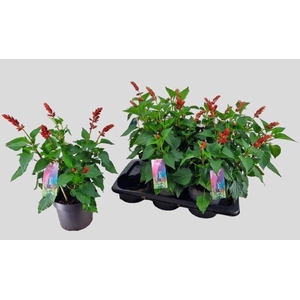 SALVIA  LAKE FLAMING