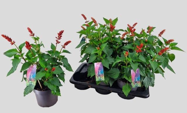 <h4>SALVIA LAKE FLAMING</h4>