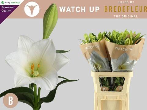 <h4>LI LF WATCH UP 2</h4>