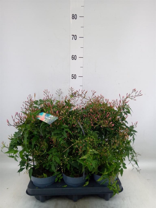 <h4>Jasminum polyanthum</h4>