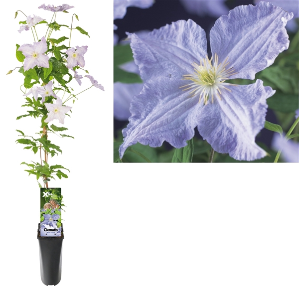 <h4>Clematis 'Blue Angel' +light label</h4>