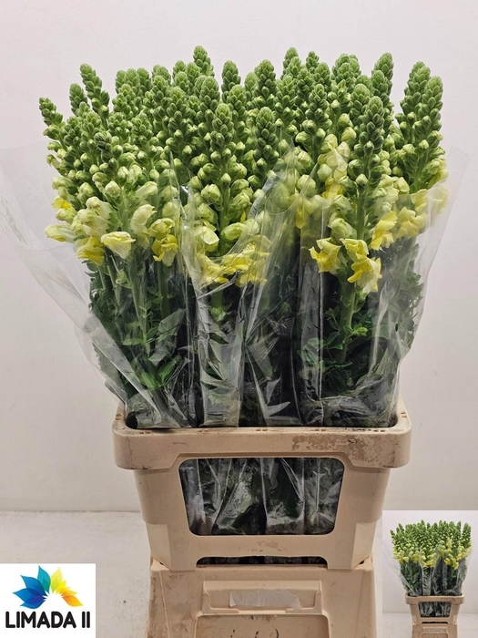 <h4>ANTIR POTO YELLOW</h4>