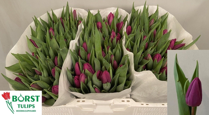 <h4>TU EN PURPLE PRINCE</h4>