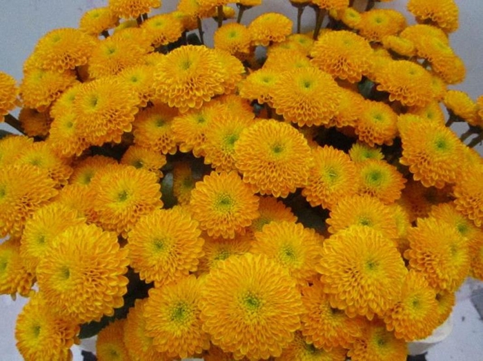 <h4>Chr San Aurinko Oranje</h4>