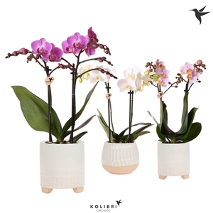 Kolibri Orchids Phalaenopsis mix 2 spike in Desert pot white