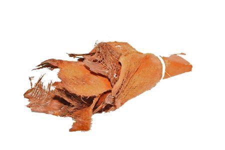 Bundle Palm Bakla 10pcs