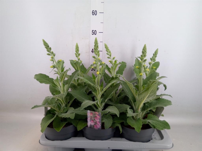 <h4>Digitalis   ...</h4>