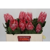 Protea Cynaroides Claire