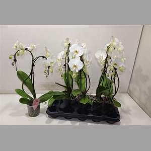 Phal An Glasgow Umbrella