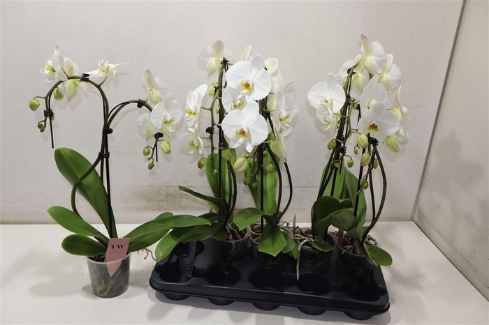 <h4>Phal An Glasgow Umbrella</h4>