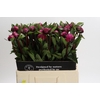 Paeonia Red Sarah