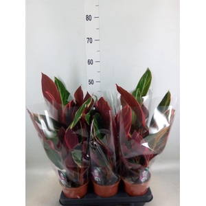 Stromanthe sanguin. 'Triostar'