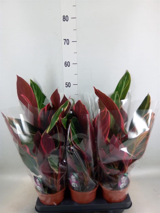 <h4>Stromanthe sanguin. 'Triostar'</h4>