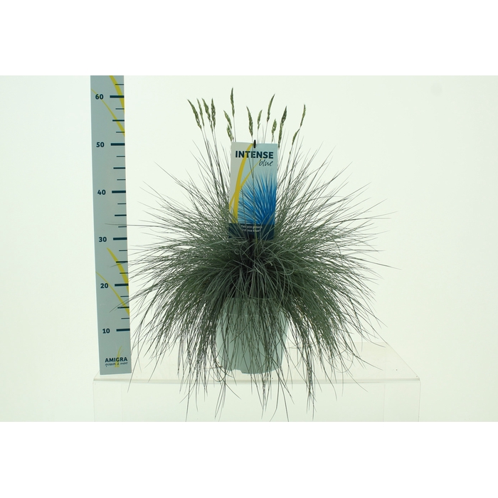 <h4>FEST GL INTENSE BLUE</h4>