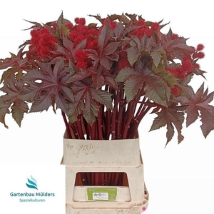 RICINUS COM IMPALA