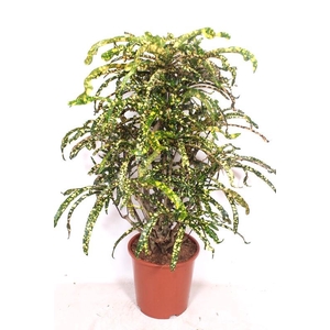 Codiaeum King of Siam (Croton King of Siam)