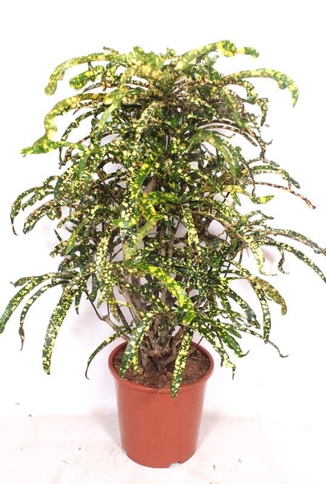 <h4>Codiaeum King of Siam (Croton King of Siam)</h4>