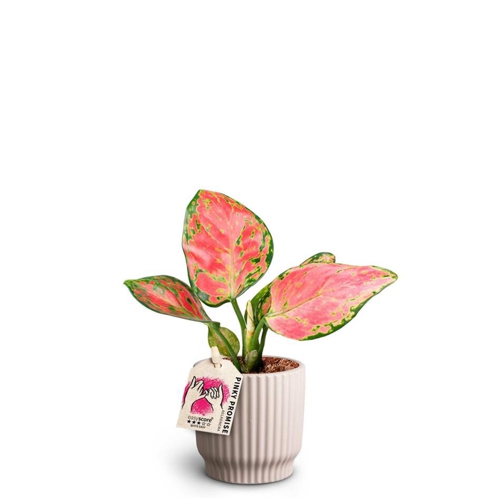<h4>AGLAONEMA COMMUTATUM</h4>