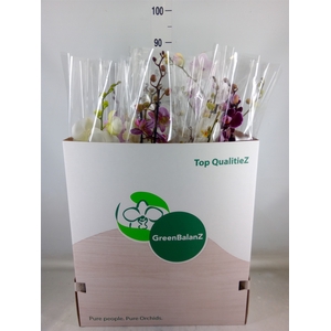 Phalaenopsis   ...mix