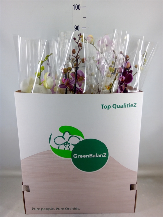 <h4>Phalaenopsis   ...mix</h4>