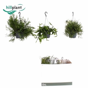 RHIPSALIS GEM