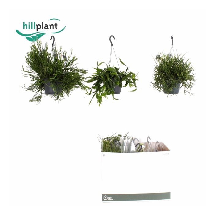 <h4>RHIPSALIS GEM</h4>