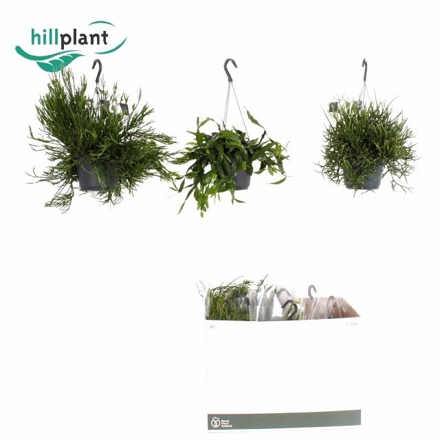 RHIPSALIS GEM