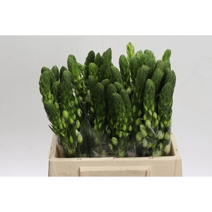 Ornithogalum thyrs. 'Milky Way'