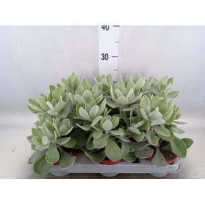 Senecio   ...