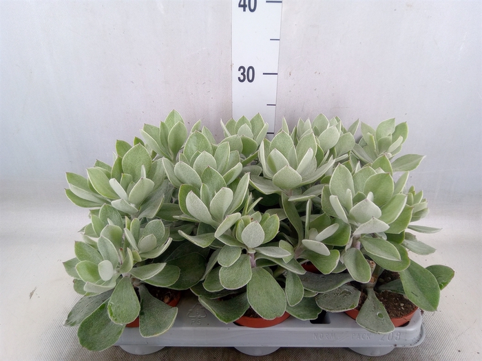 <h4>Senecio   ...</h4>
