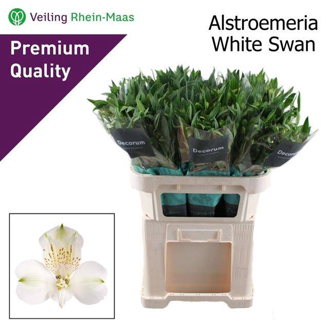 <h4>ALSTR WHITE SWAN</h4>