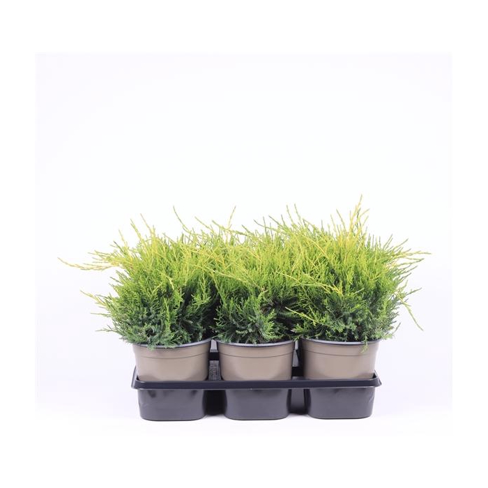 <h4>Juniperus x pfitzeriana 'Gold Coast'</h4>