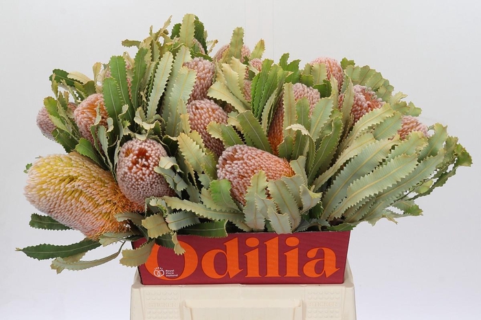 <h4>Banksia Burdettii</h4>