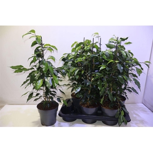 arr8 Fic Be Danielle