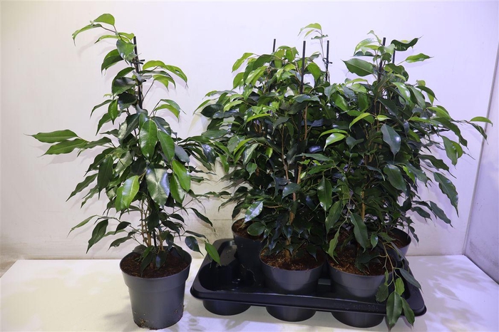 <h4>arr8 Fic Be Danielle</h4>