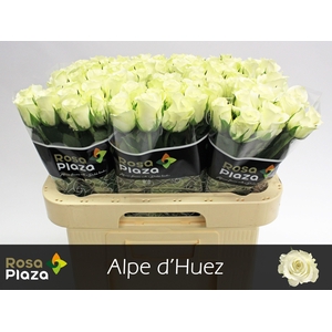 R GR ALPE DHUEZ