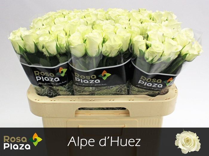 <h4>R GR ALPE DHUEZ</h4>