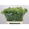 Ammi Visnaga