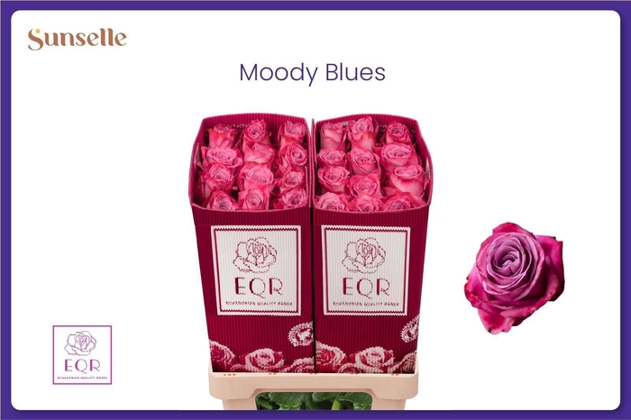 <h4>R GR MOODY BLUES!</h4>