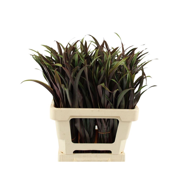 <h4>Cordyline Tops Chicken Tail</h4>
