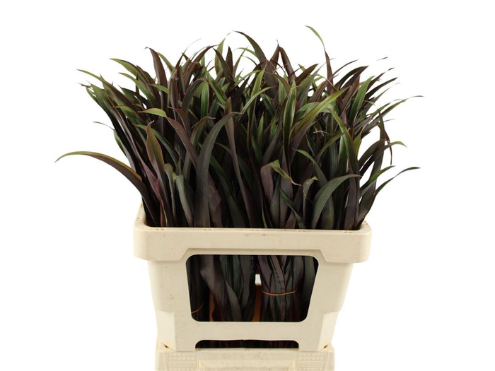 Cordyline Tops Chicken Tail