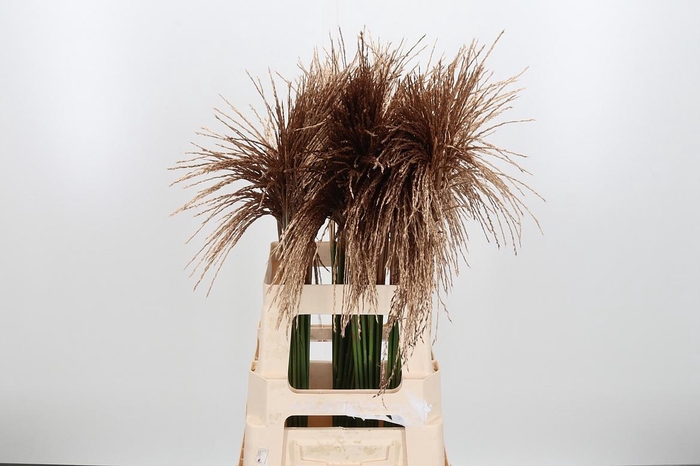<h4>Miscanthus Kl Bh Antiek Goud</h4>