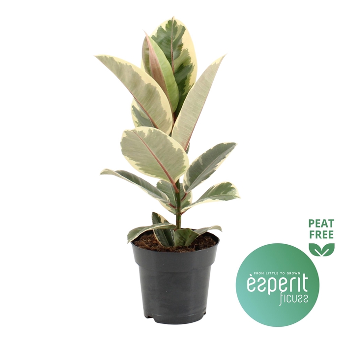 <h4>Ficus elastica Tineke</h4>