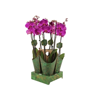 Signature Golden Nature Cover Phal Midnight Rambler 2T16+