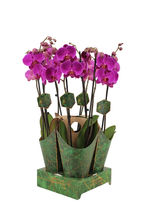 <h4>Signature Golden Nature Cover Phal Midnight Rambler 2T16+</h4>